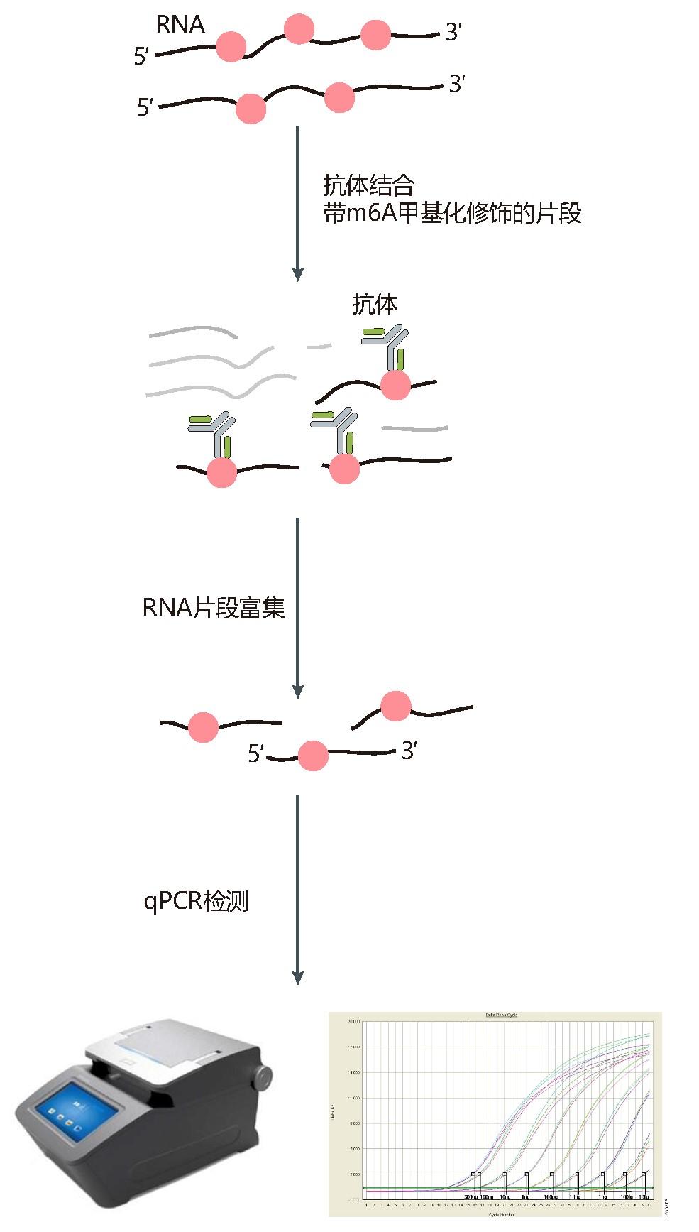 你以为做完m6A测序后就完了?m6A-IP-qPCR了