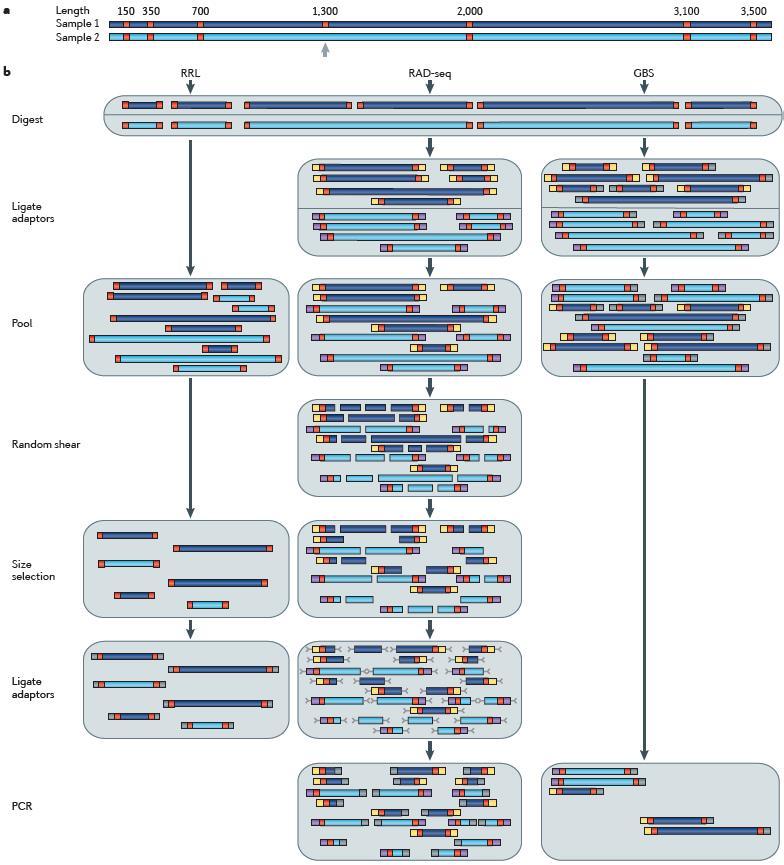 简化基因组测序( rrgs)简介 | rad专题 - 自主发布 - 资讯 - 生物在线